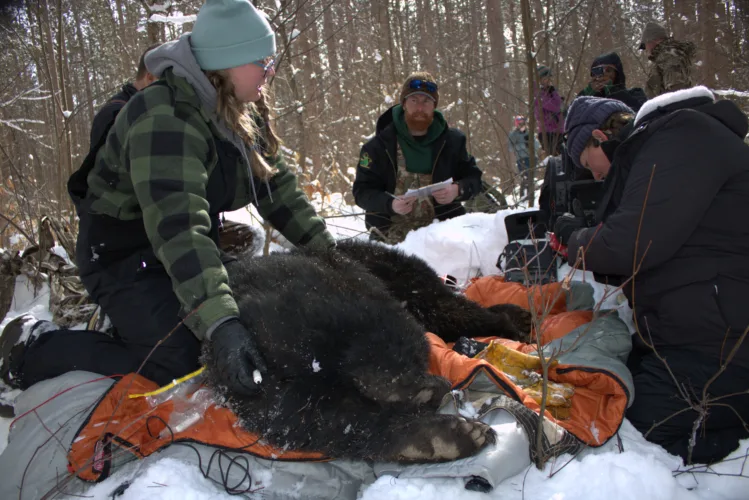 Spot a bear den? The DNR wants to know
